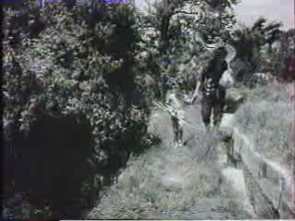 des lapins dans la tête