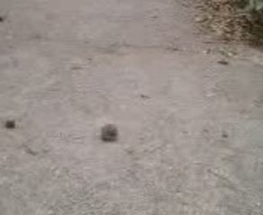 Explosion de la Pomme avec un Pétard