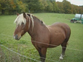 Chicorée fin septembre-débu octobre 2009