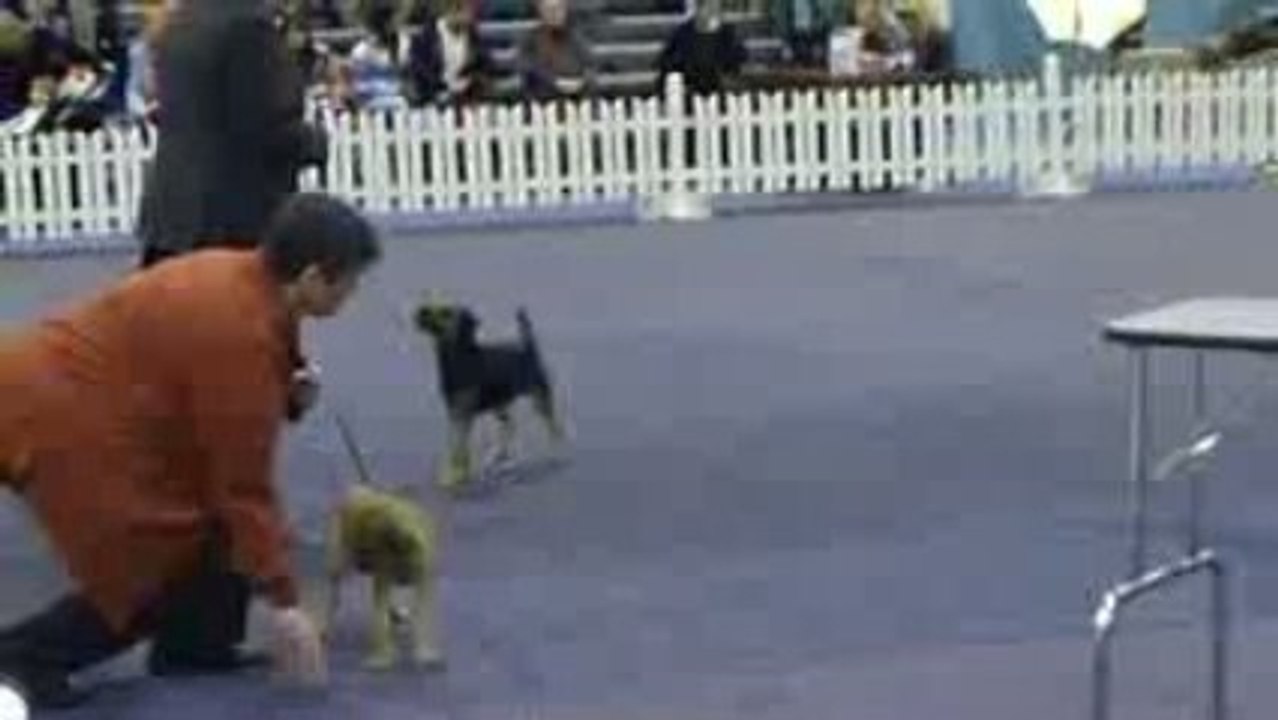 border-terrier-inox1