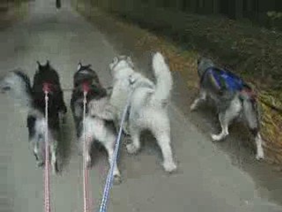 BALADE AVEC LES CHIENS