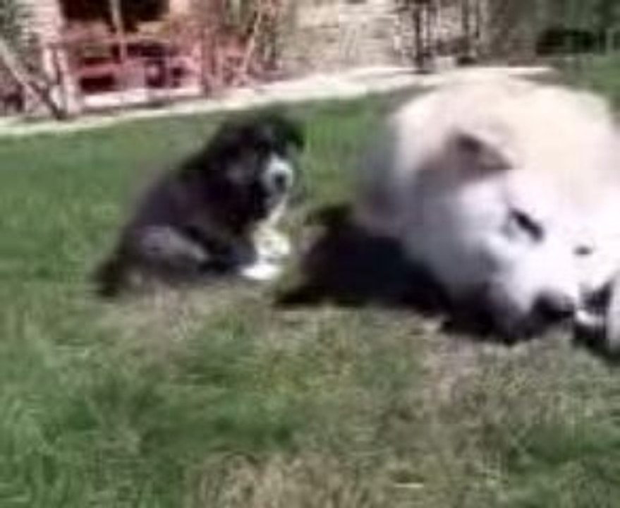 Eiko_4 semaines_joue