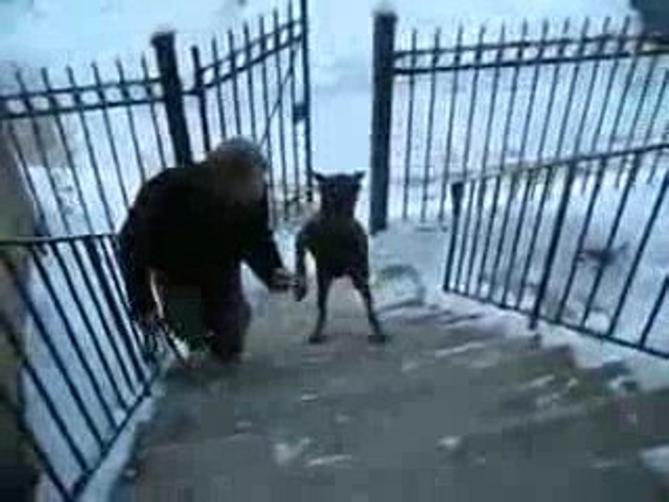 Cane prodigio