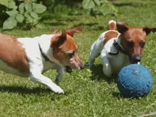 Mado les chiots et berenice