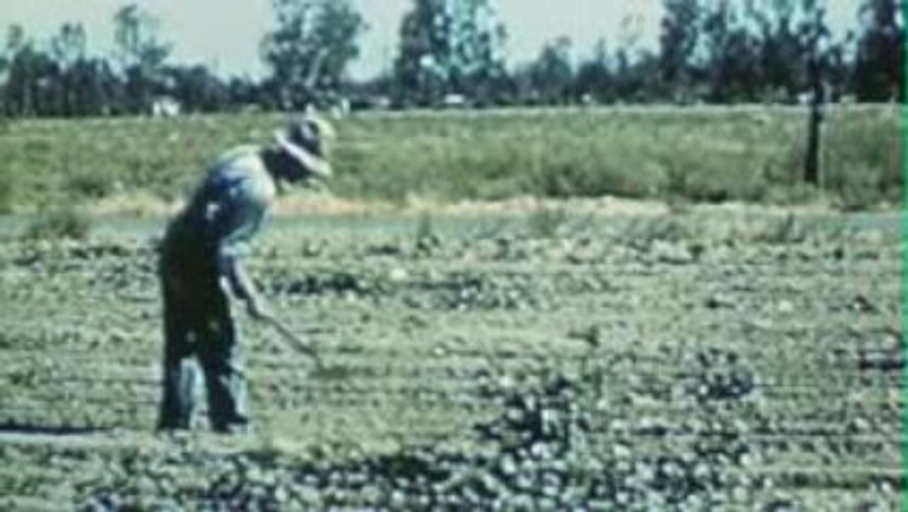 COLLAPSE Official Trailer SD