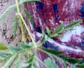 نبات ينكمش عند لمسه