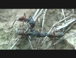 L'univers des fourmis : le Film (racourci du générique)