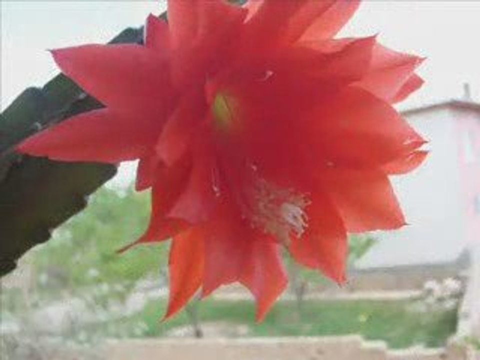 Eklemedir Koca Konak - Fon Müziği