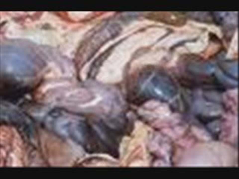 Gorerotted - Hacksore