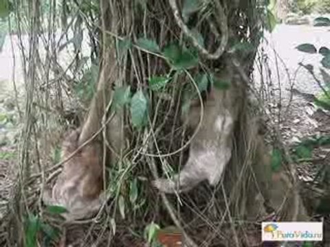 Ленивцы Коста-Рика. Cjsta Rica - Pura Vida!