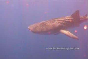 Whale Shark in Kadavu, Fiji