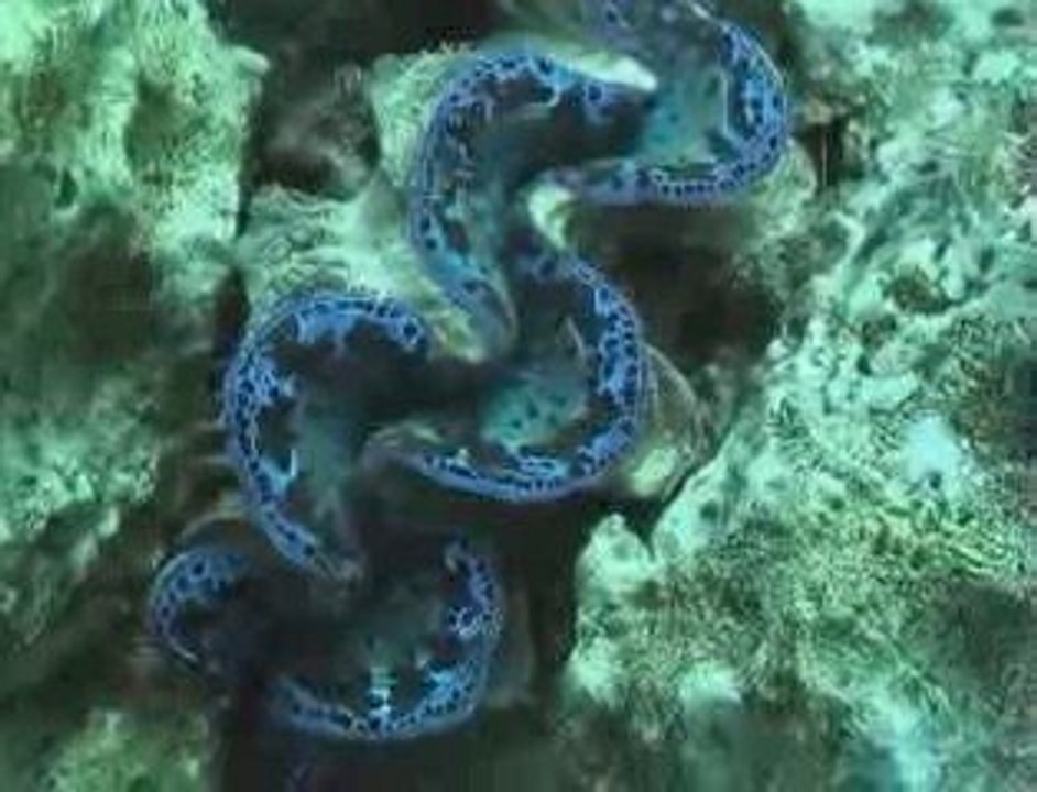 Bora Bora, Tahiti, Moorea Blue Honeymoon