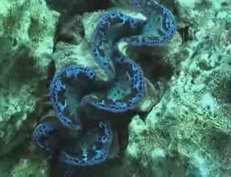 Bora Bora, Tahiti, Moorea Blue Honeymoon