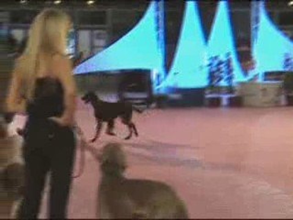 NOS SETTERS IRLANDAIS GAGNANT EN EXPOSITIONS INTERNATIONALES