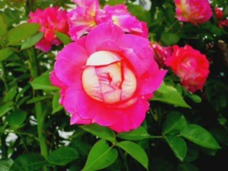 Bir kızıl goncaya benzer dudağın