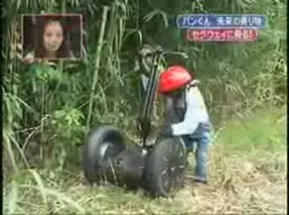 un chimpanze en segway au japon