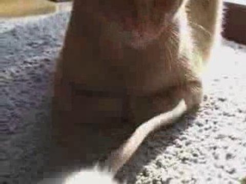 Le rat qui aimait les chats