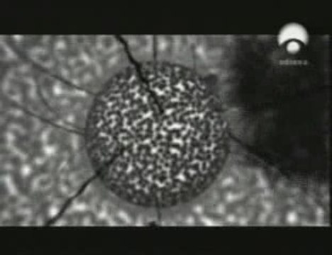 Telefono movil: Efectos biologicos
