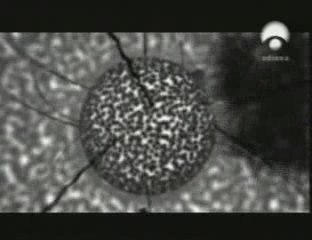 Telefono movil: Efectos biologicos