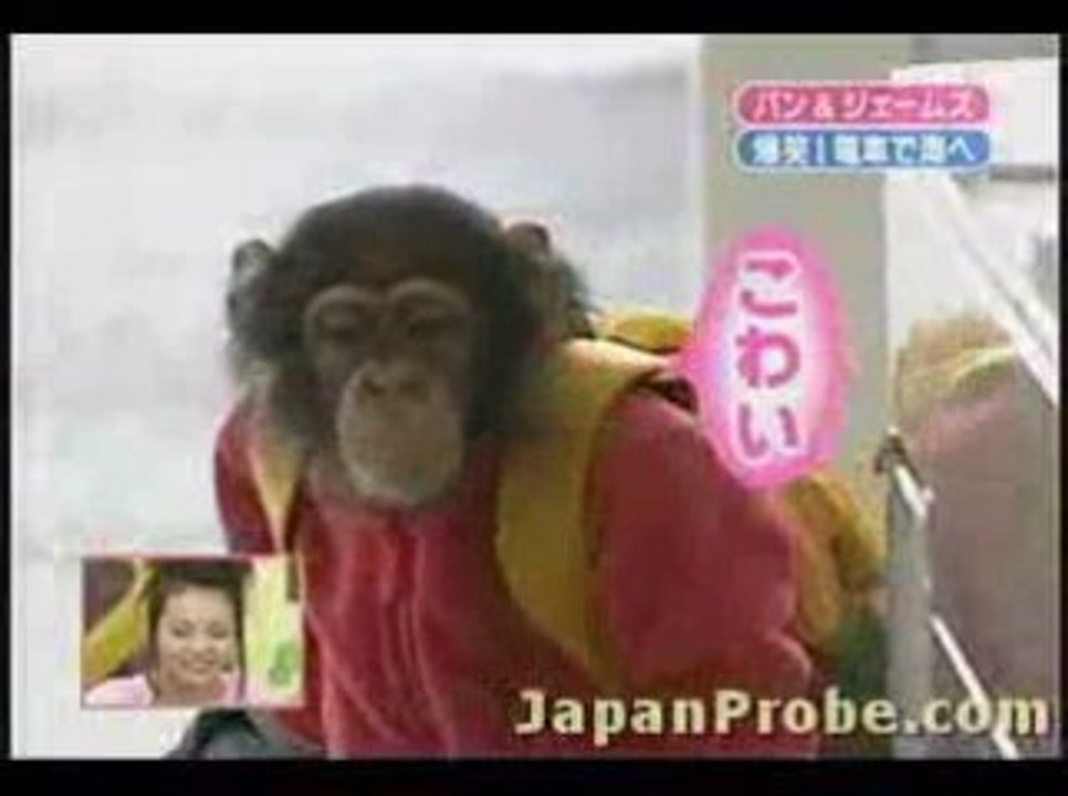 un singe prend le train au japon