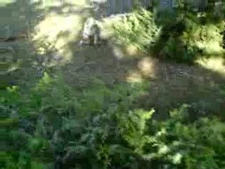 6 beagles lachés au lieu dit "combe de marty" T°C inf à 0°C