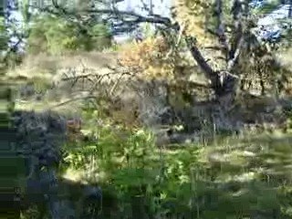 6 beagles au lieu dit "combe de marty" T inf à 0°C bis