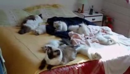 Nos RAGDOLLS, et leurs bébés font la sieste