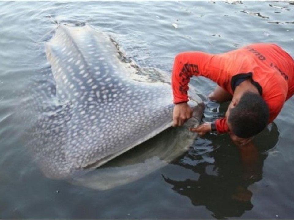 Mostri marini: trovato uno squalo-balena