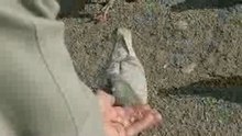 feeding pigeons in barcelona