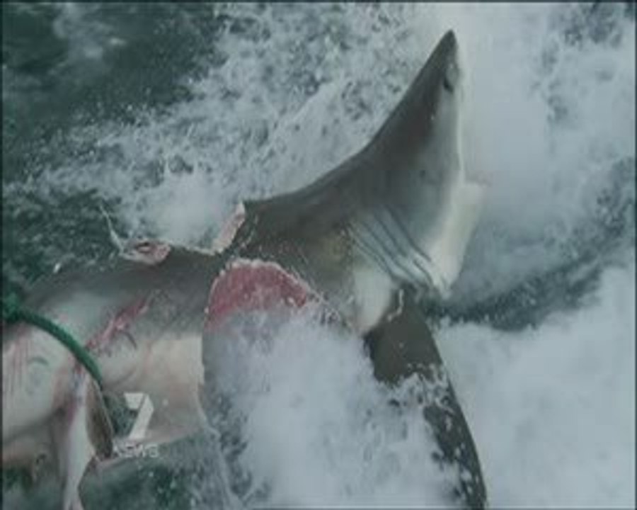 Squalo mangia squalo