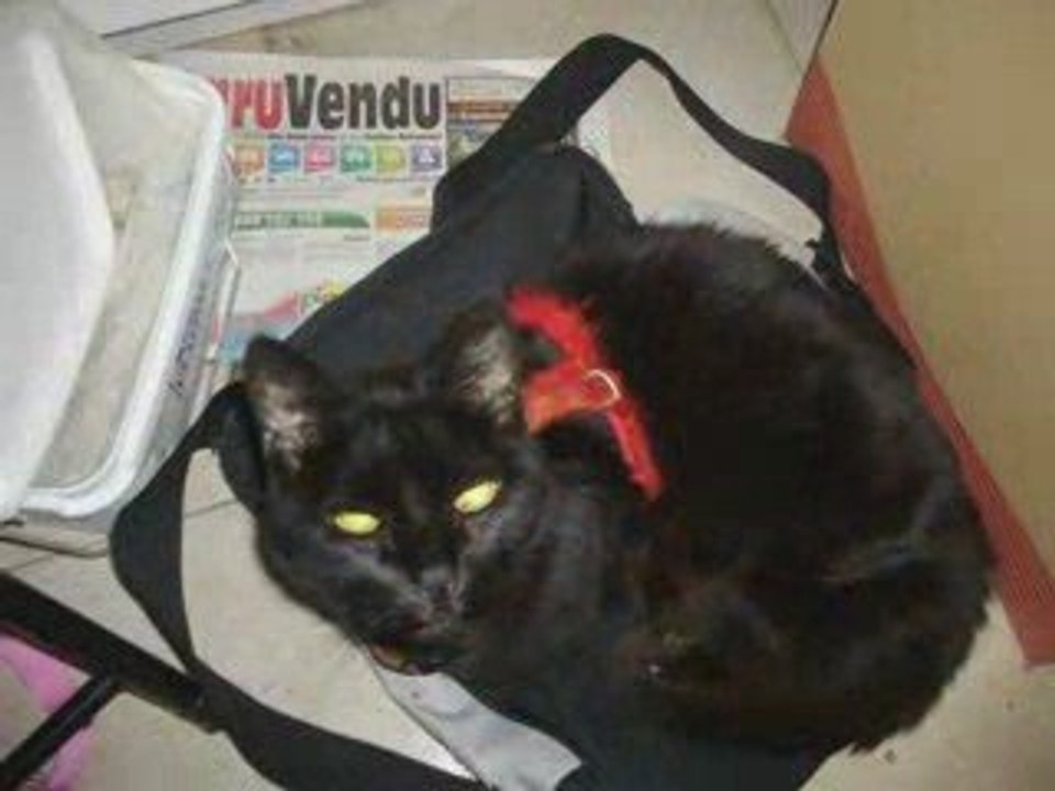 calin 2008 a septembre 2009 4eme partie