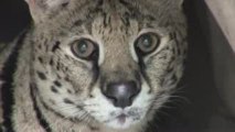 3 Legged SERVAL Rescued!