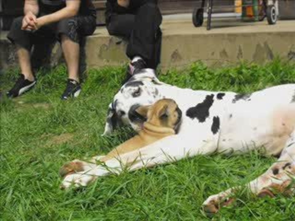 Dogues Allemands... et leurs amis