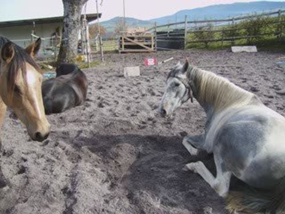 mes 3 chevaux en liberté