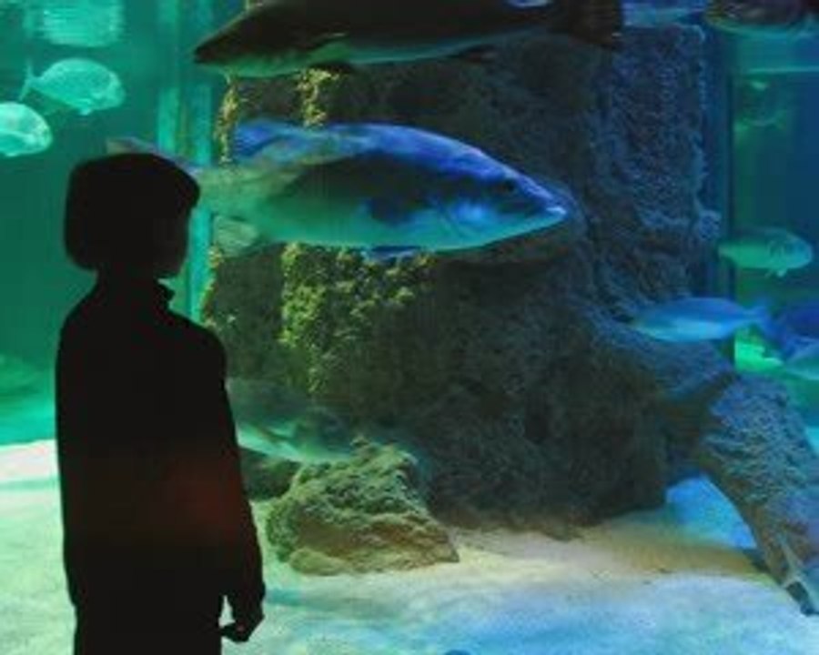 Musée de la Mer