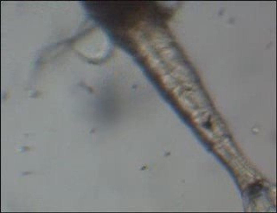 Multidendata 28_10_09