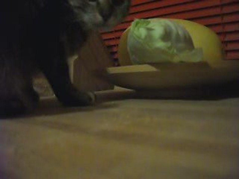 chat vegetarien