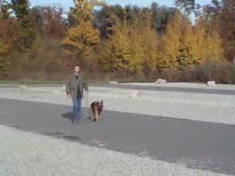 Diverses Situations en laisse.