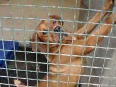 LOULOUS A ADOPTER AU REFUGE DE MONTDIDIER LE 28 SEPTEMBRE 20