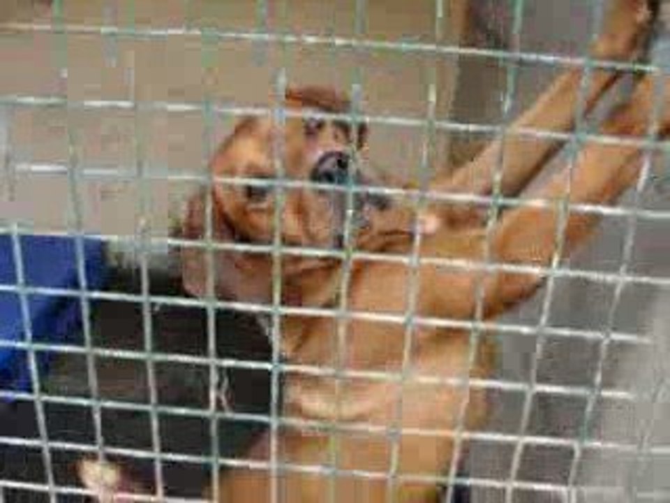 LOULOUS A ADOPTER AU REFUGE DE MONTDIDIER LE 28 SEPTEMBRE 20