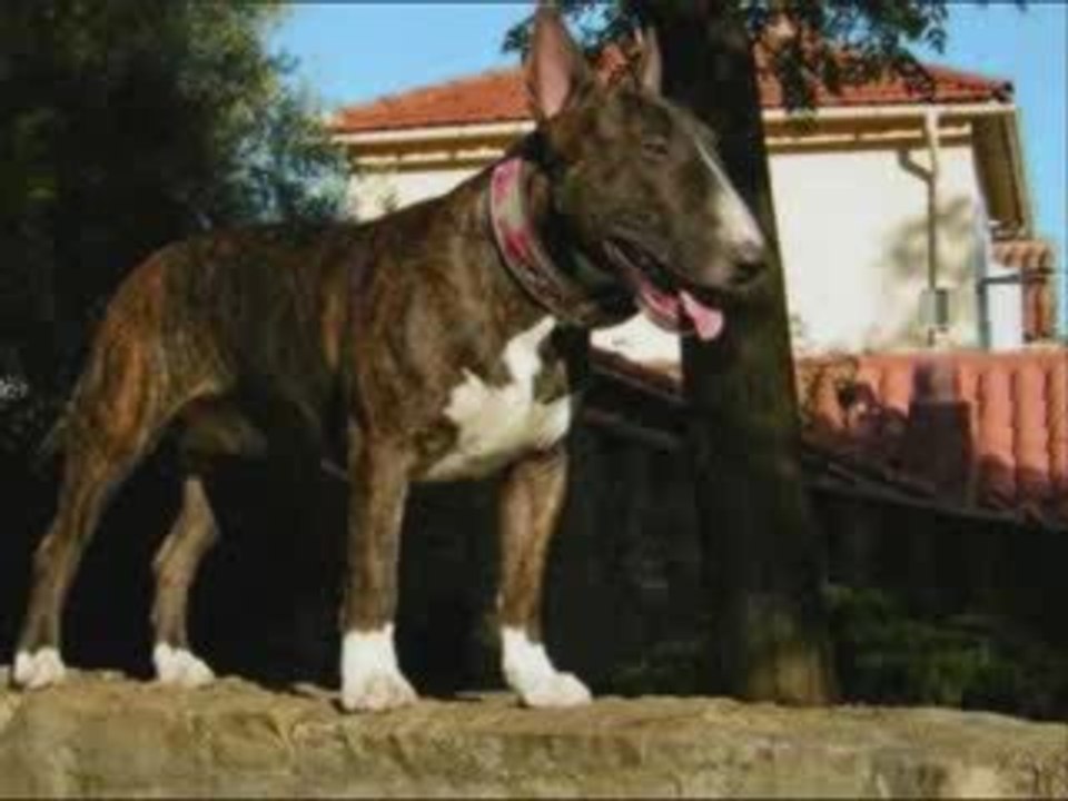 bull terrier