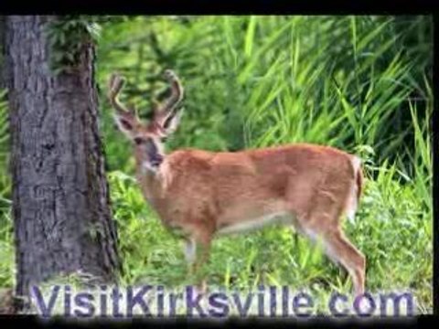 Missouri Whitetail Deer Hunting