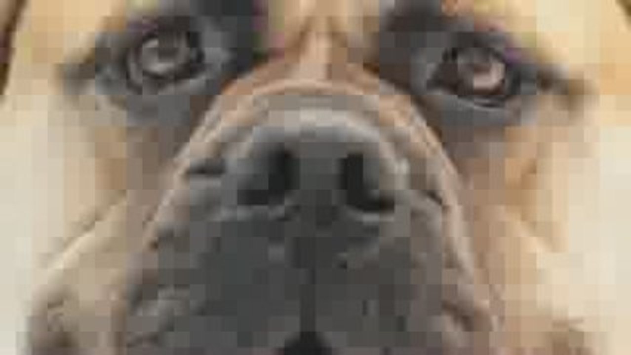 Why Dogs Are Better Than Cats Book - Reward your dog