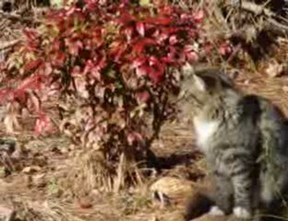 2009 Home Video #1