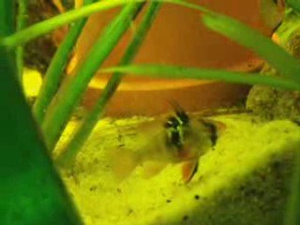 preparation d une feuille pour couple de ramirezi