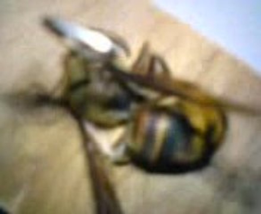 frelon d'asie film