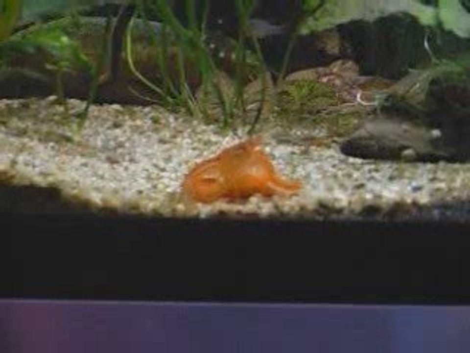 CPO en pleine action