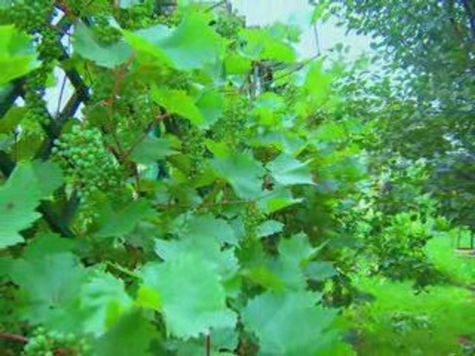 Lato w moim ogrodzie