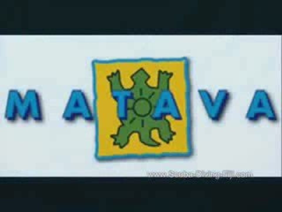 Baby Grey Reef Shark pups in Kadavu, Fiji