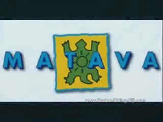 Baby Grey Reef Shark pups in Kadavu, Fiji